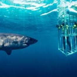 SHARK CAGE DIVING